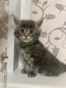 Photo №1. maine coon - for sale in the city of St. Petersburg | 195$ | Announcement № 40915