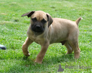 Additional photos: Boerboel (South African Mastiff) puppies