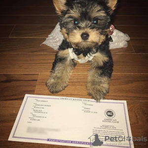 Photo №1. yorkshire terrier - for sale in the city of Калифорния Сити | negotiated | Announcement № 11749