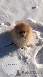 Photo №2 to announcement № 9492 for the sale of german spitz - buy in Spain private announcement