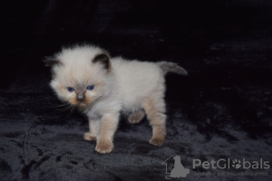 Photo №3. 2 Vaccinated Ragdoll Kittens available for Sale. Australia