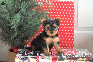 Photo №4. I will sell yorkshire terrier in the city of Essen.  - price - 412$