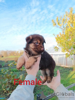 Additional photos: Liver German Shepherd puppies