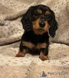 Photo №2 to announcement № 169389 for the sale of dachshund - buy in Finland private announcement, breeder