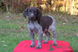 Photo №4. I will sell german shorthaired pointer in the city of Aleksandrów kujawski. breeder - price - 609$