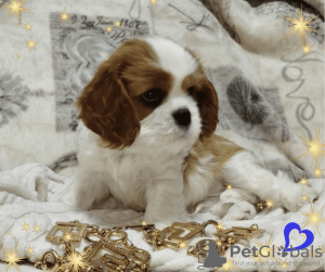 Photo №4. I will sell cavalier king charles spaniel in the city of Minsk. breeder - price - negotiated