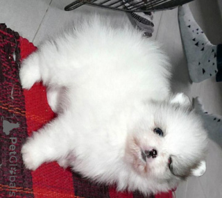 Photo №1. pomeranian - for sale in the city of Affalterbach | negotiated | Announcement № 145968