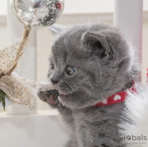 Photo №1. british shorthair - for sale in the city of Berlin | 317$ | Announcement № 101735