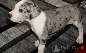 Photo №4. I will sell great dane in the city of Berlin. private announcement, breeder - price - 723$