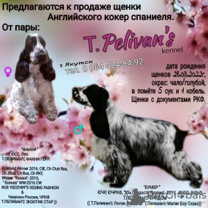 Photo №1. english cocker spaniel - for sale in the city of Якутск | 370$ | Announcement № 18773