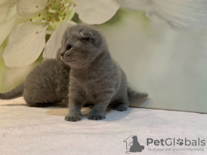 Photo №3. 2 Healthy Scottish Fold kittens for sale around you. Germany