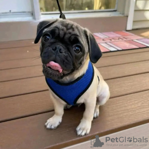 Photo №1. pug - for sale in the city of Quakers Hill | 423$ | Announcement № 103771