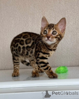 Photo №1. bengal cat - for sale in the city of Stockholm | negotiated | Announcement № 171197