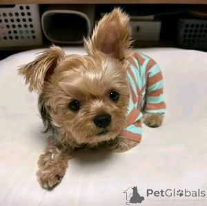 Photo №2 to announcement № 163966 for the sale of yorkshire terrier - buy in Finland private announcement, from the shelter
