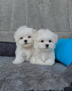 Photo №1. maltese dog - for sale in the city of Berchtesgaden | negotiated | Announcement № 135597