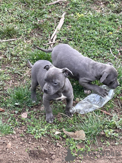 Photo №3. Pit bull puppies. Russian Federation