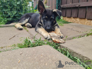 Additional photos: VEO Eastern Shepherd Puppies