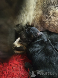 Photo №2 to announcement № 163412 for the sale of non-pedigree dogs - buy in Estonia private announcement