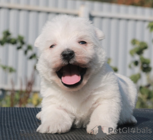Photo №1. west highland white terrier - for sale in the city of Москва | 1302$ | Announcement № 70811