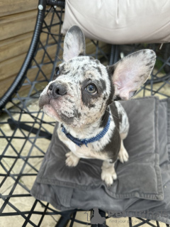 Photo №4. I will sell french bulldog in the city of New Orleans. breeder - price - 500$