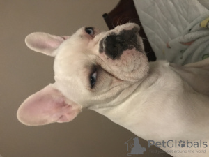 Photo №1. french bulldog - for sale in the city of Kharkov | 600$ | Announcement № 16050