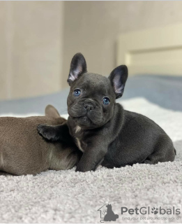 Photo №1. french bulldog - for sale in the city of Vilnius | negotiated | Announcement № 128657