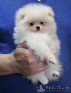 Photo №2 to announcement № 13110 for the sale of pomeranian - buy in Belarus from nursery