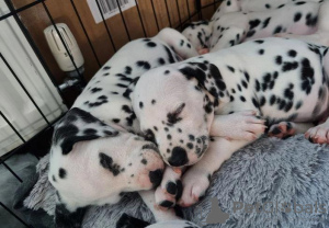 Photo №1. dalmatian dog - for sale in the city of Limerick | 317$ | Announcement № 71901