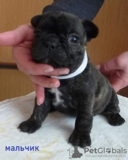 Photo №2 to announcement № 122981 for the sale of french bulldog - buy in Germany private announcement