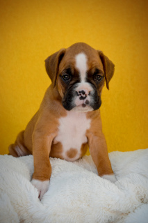 Photo №1. boxer - for sale in the city of Krasnodar | 300$ | Announcement № 3408