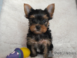 Photo №1. english toy terrier - for sale in the city of Романовка | 300$ | Announcement № 129871