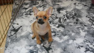 Photo №2 to announcement № 5843 for the sale of chihuahua - buy in Russian Federation from nursery, breeder