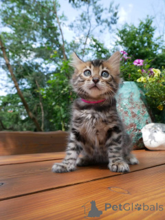 Photo №1. bengal cat - for sale in the city of Berlin | negotiated | Announcement № 158797