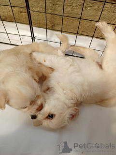 Additional photos: I sell lapdog puppies