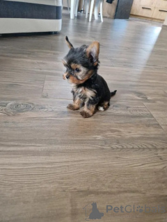 Photo №3. Yorkshire Terrier !! Dogs and bitches. Poland