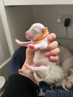 Photo №4. I will sell bichon frise in the city of Гёппинген.  - price - 518$