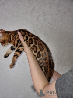 Photo №2 to announcement № 11256 for the sale of bengal cat - buy in Belarus from nursery, breeder
