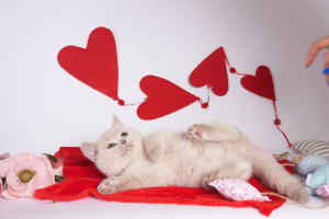 Photo №4. I will sell british shorthair in the city of Minsk. breeder - price - 588$