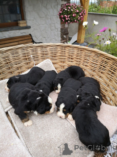 Photo №1. non-pedigree dogs - for sale in the city of Bamberg | Is free | Announcement № 118060