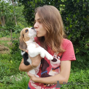 Photo №4. I will sell beagle in the city of Франкфурт-на-Майне. private announcement - price - 380$