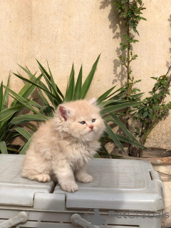 Photo №2 to announcement № 135750 for the sale of persian cat - buy in United States breeder