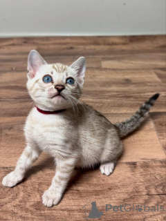 Photo №2 to announcement № 153277 for the sale of bengal cat - buy in Sweden private announcement
