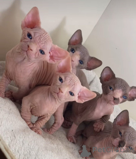 Photo №3. Purebred Sphynx Kittens For Sale. Germany
