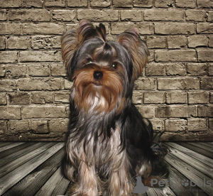 Photo №2 to announcement № 9032 for the sale of yorkshire terrier - buy in Russian Federation private announcement