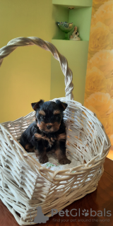 Photo №1. yorkshire terrier - for sale in the city of Kiev | 500$ | Announcement № 7539