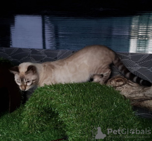 Photo №1. bengal cat - for sale in the city of Москва | 1200$ | Announcement № 7767