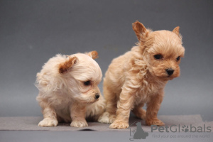 Photo №3. Beautiful maltipoo puppies. Germany