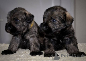 Photo №1. standard schnauzer - for sale in the city of Stara Pazova | negotiated | Announcement № 139175