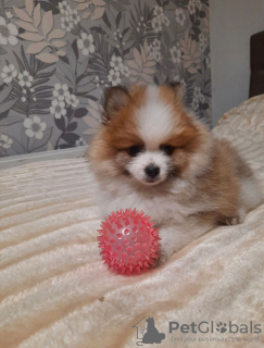 Photo №3. Pomeranian. Switzerland