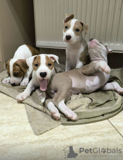 Photo №2 to announcement № 128093 for the sale of american staffordshire terrier - buy in Moldova private announcement